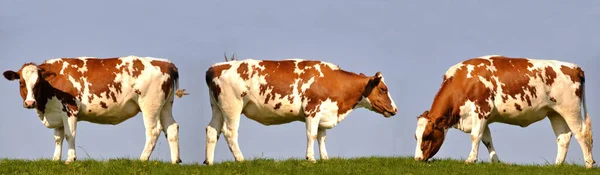 Scenic View Cute Domestic Cows — Stock Photo, Image