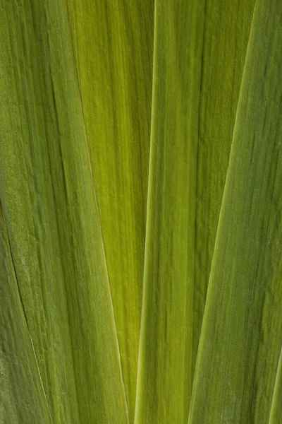 Sfondo Fatto Foglia Iris Verde Acquatico — Foto Stock