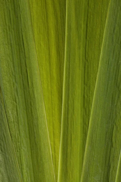 Fond Fait Feuilles Iris Vert Aquatique — Photo