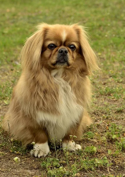 Portrait Cute Dog — Stock Photo, Image