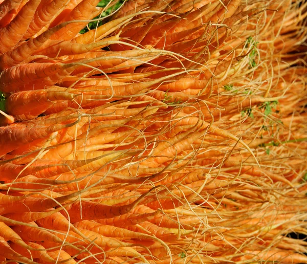 Стіна Яскраво Помаранчевої Моркви Складається Високо Крихітними Коренями Які Вказують — стокове фото