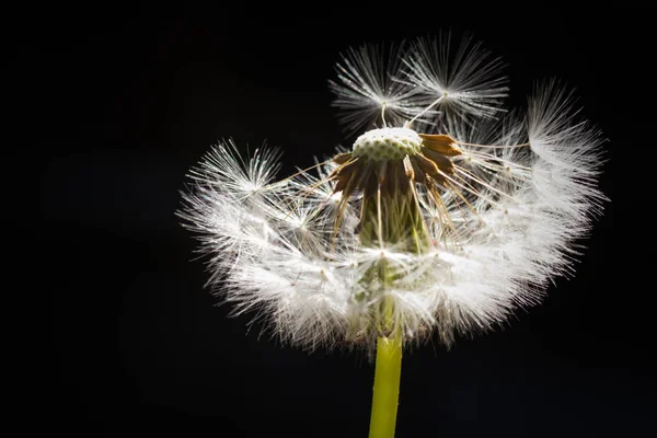 Fluffy Pampeliška Semínko Podsvícení Černým Pozadím — Stock fotografie