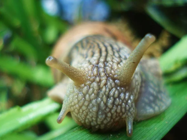 カタツムリらせん状の生き物軟体動物 — ストック写真