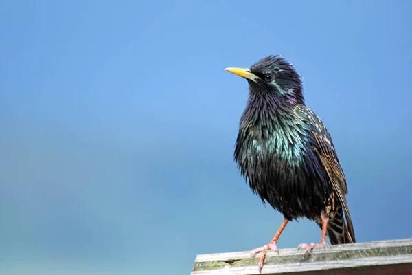 Blick Auf Schöne Vögel Der Natur — Stockfoto