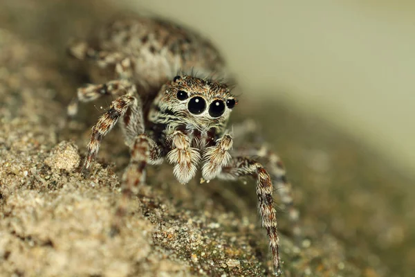 可怕的蜘蛛昆虫生物 — 图库照片