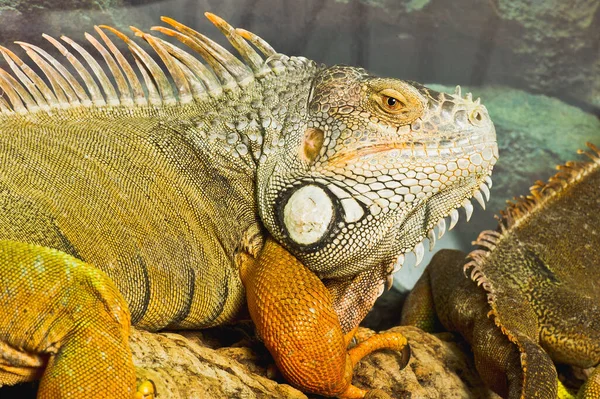 Egzotyczne Zwierzę Jaszczurka Iguana — Zdjęcie stockowe