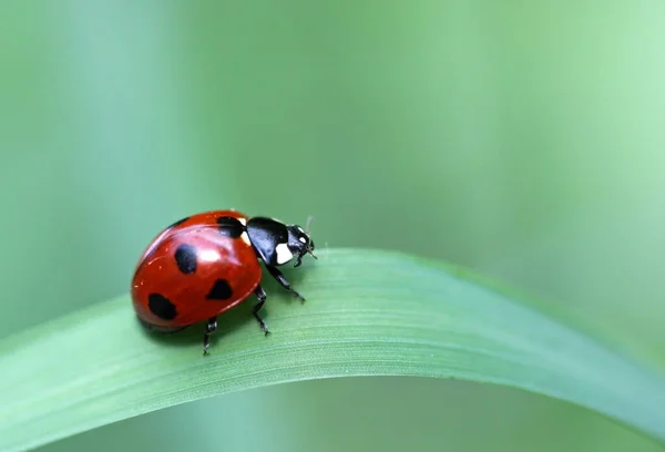 Close Bekijken Van Schattig Lieveheersbeestje — Stockfoto