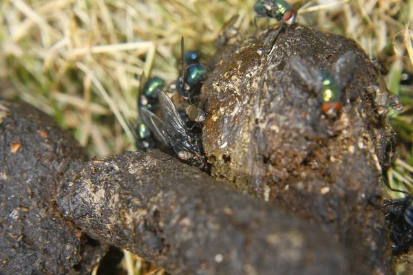 bluebottle and greenbottle flies on dog feces in grass