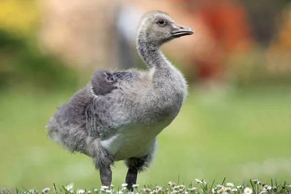 Schilderachtig Uitzicht Prachtige Grauwe Gans — Stockfoto