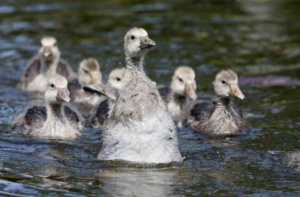 Festői Kilátás Gyönyörű Madár Természetben — Stock Fotó