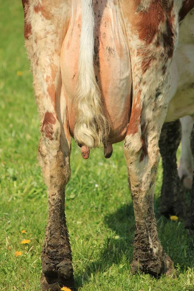 Pezón Vaca Marrón Blanco —  Fotos de Stock