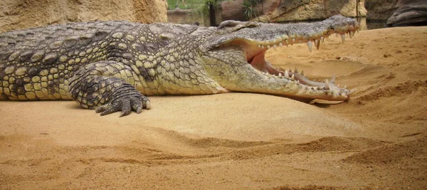 Crocodilo Animal Réptil Perigoso — Fotografia de Stock