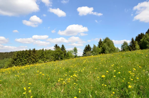 Krajobraz Kwiat Łąka Chmura Niebo — Zdjęcie stockowe