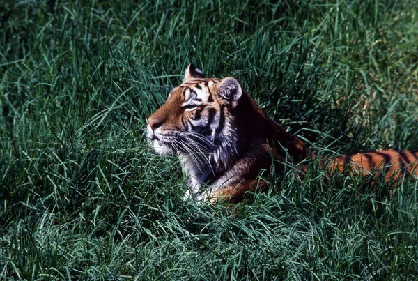 Tigre Rayé Animal Prédateur Chat Sauvage — Photo