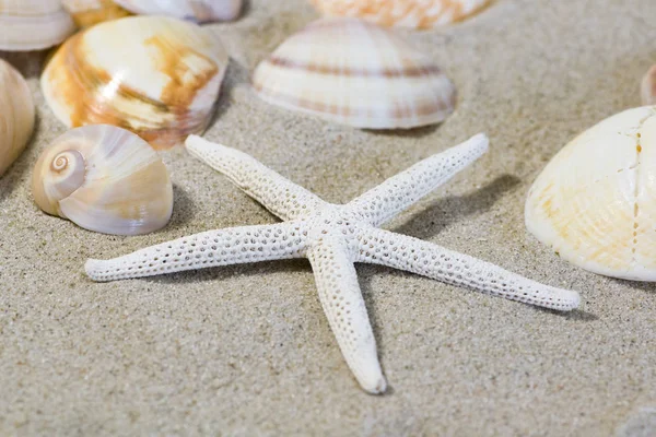 Výhled Plážový Písek Mořskou Skořápkou Hvězdicí — Stock fotografie