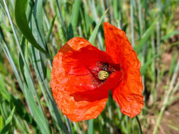 Champ Seigle Plantes Agricoles — Photo