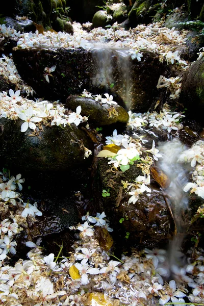 阿留申蒙大拿州的花 白色和漂亮的背混合在一起 — 图库照片