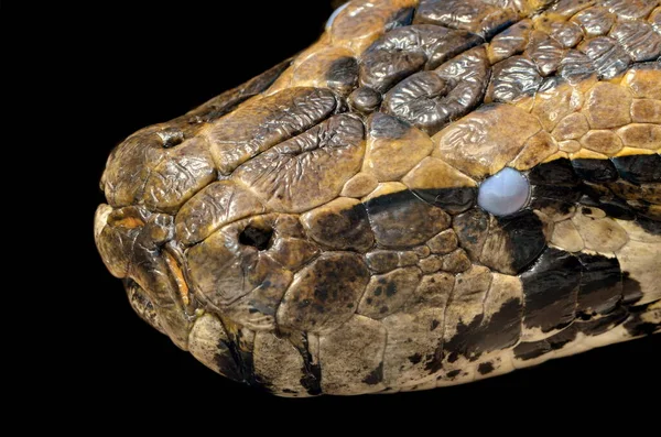 Опасная Змея Хищник Рептилия Змеиная Кожа — стоковое фото