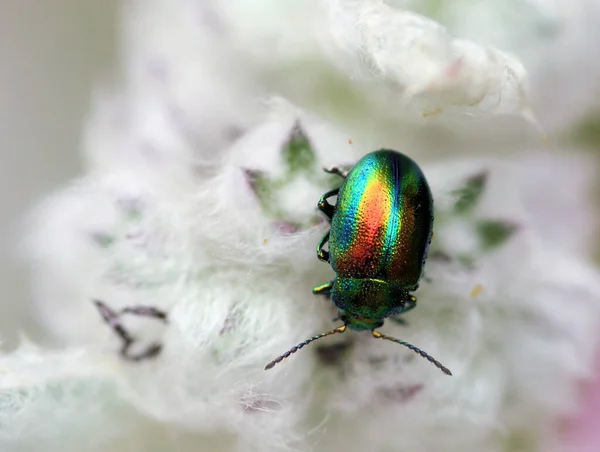 Excelente Escarabajo Hoja Crisolina Fastuosa — Foto de Stock