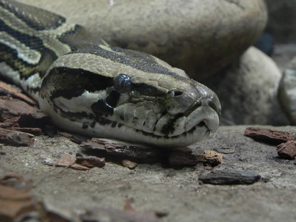 雄大な野生のパイソンヘビの眺め — ストック写真