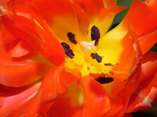Bloeiende Tulp Vurige Kleuren — Stockfoto