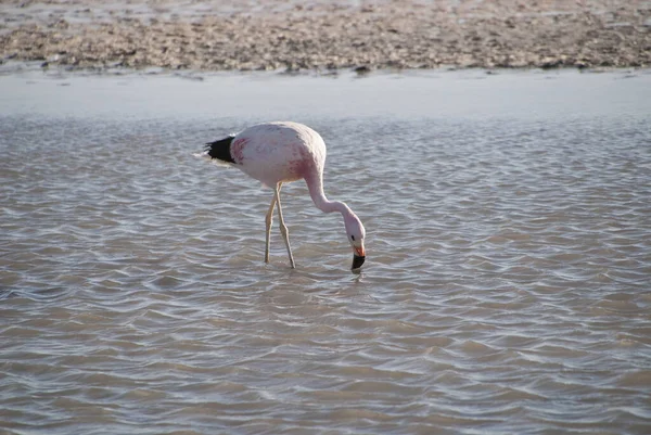 Vedere Pitorească Frumoasei Păsări Flamingo Natură — Fotografie, imagine de stoc
