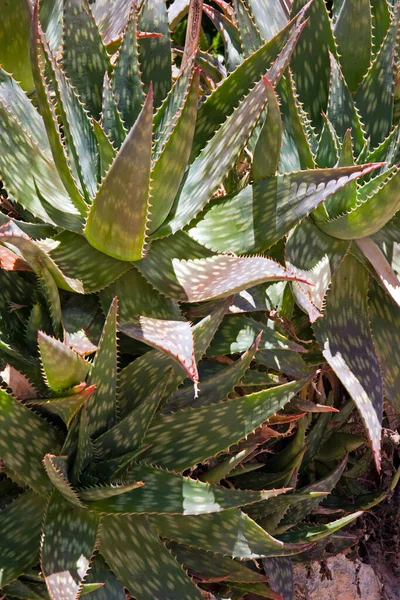 Krásný Botanický Záběr Přírodní Tapety — Stock fotografie