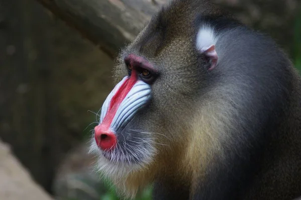 Primer Plano Los Animales Zoológico — Foto de Stock