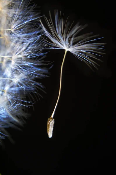Прекрасный Вид Природный Цветок Одуванчика — стоковое фото