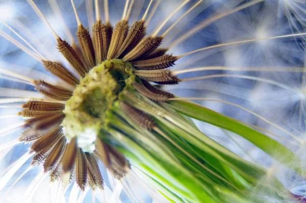 Hermosa Vista Flor Diente León Natural — Foto de Stock