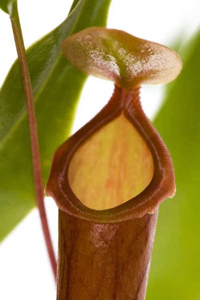 Listy Masožravé Rostliny Nepenthes — Stock fotografie