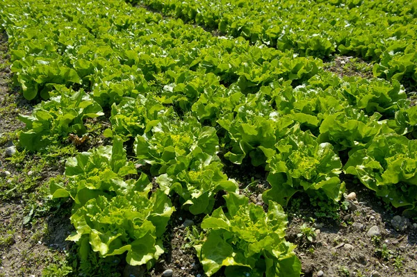 Hojas Verdes Lechuga — Foto de Stock