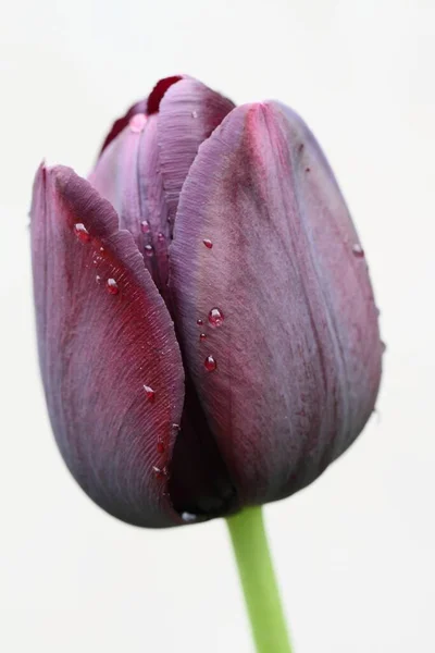 Vista Panorâmica Bela Flor Tulipa — Fotografia de Stock