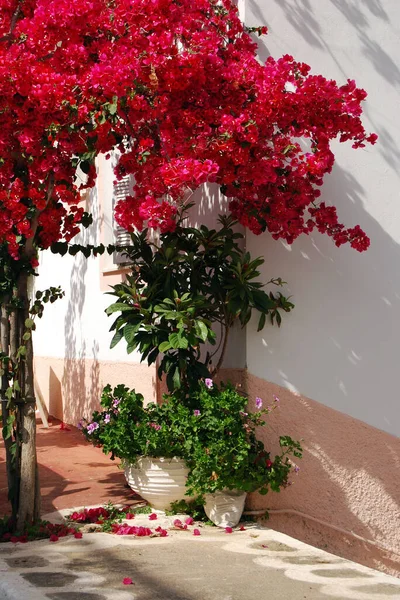 Dekoratif Bitki Manzarasını Kapat — Stok fotoğraf