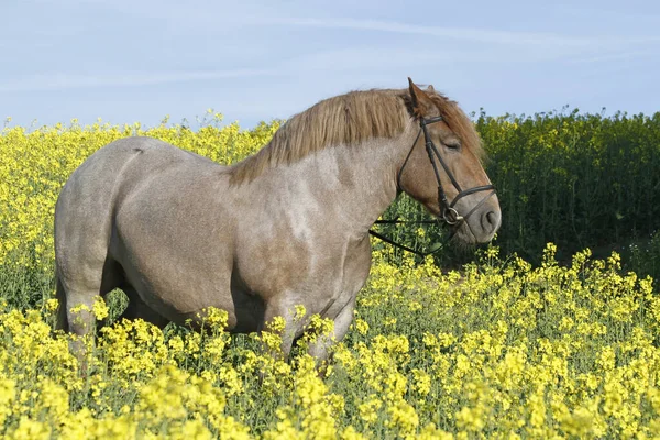 Kalblut Rape Field — Stock Photo, Image