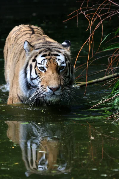 Striped Tiger Animal Predator Wildcat — Stock Photo, Image