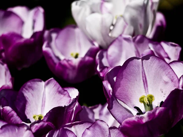 Bei Tulipani Fiori Petali Flora — Foto Stock