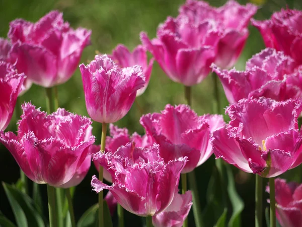 Тюльпаны Кровати Розовым Краем — стоковое фото