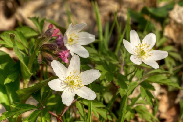 Hermosas Flores Anémona Flor — Foto de Stock