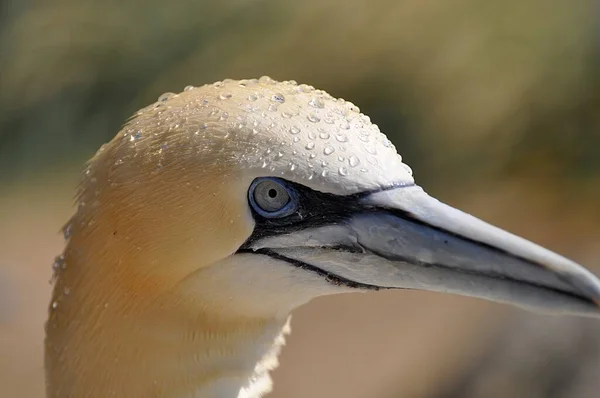 Ritratto Una Gannet — Foto Stock