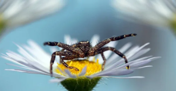 Krabbenspinne Insektenflora — Stockfoto