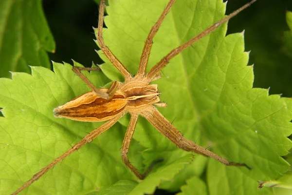 Listspinne Pisaura Mirabilis Levélen — Stock Fotó