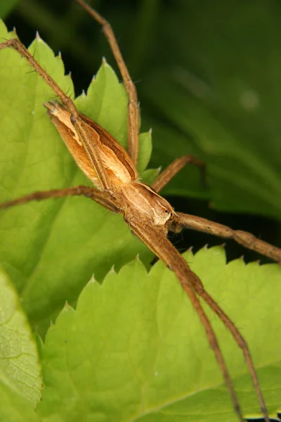 叶上的雌雄同株 Pisaura Mirabilis — 图库照片