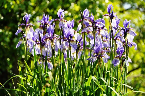 Foto Stata Scattata Spontaneamente Purtroppo Non Conosco Nomi Dei Fiori — Foto Stock