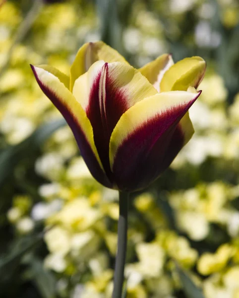 Великолепные Красные Желтые Тюльпаны Цветут Весной — стоковое фото