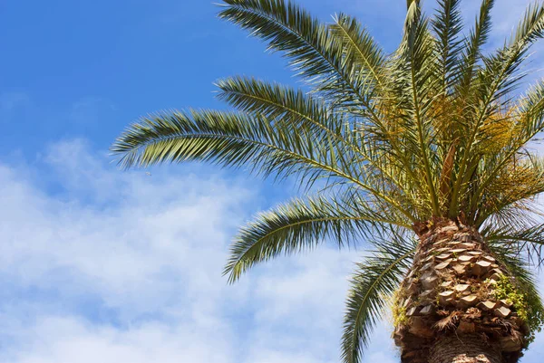 Palm Από Νησί Κάπρι Στον Κόλπο Της Νάπολης — Φωτογραφία Αρχείου