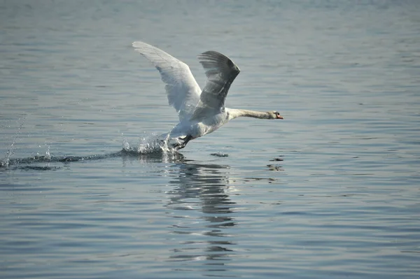 Swan Flight Beginning — Stockfoto