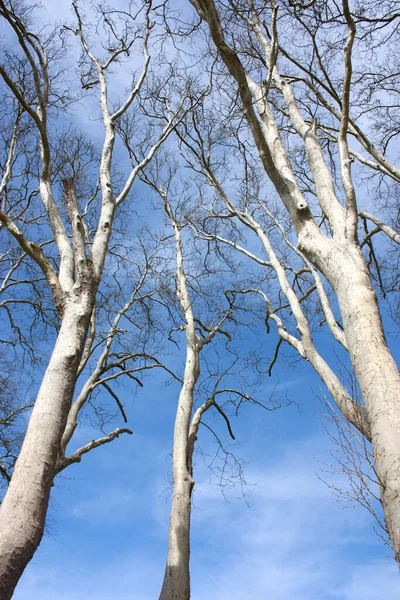 Дерева Обрізані Красивому Блакитному Небі Навесні — стокове фото