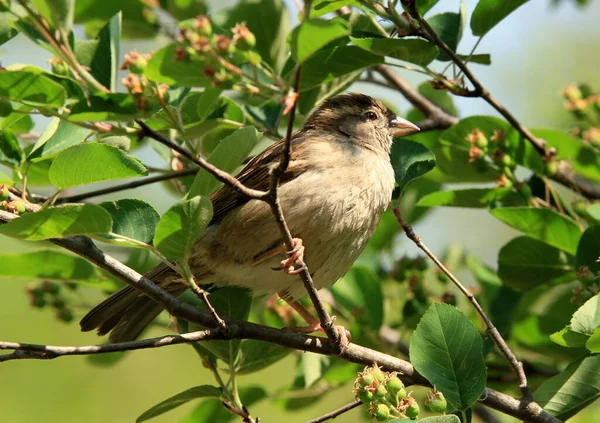 Observation Des Oiseaux Oiseau Mignon Nature Sauvage — Photo