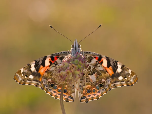 Schmetterling Gegen Das Licht — Stockfoto